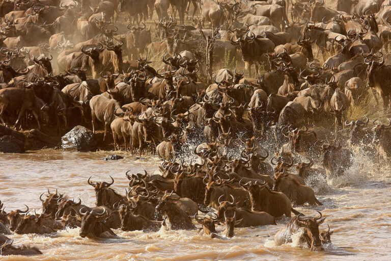 Feridun Kismet - MIGRATION_5698-_1